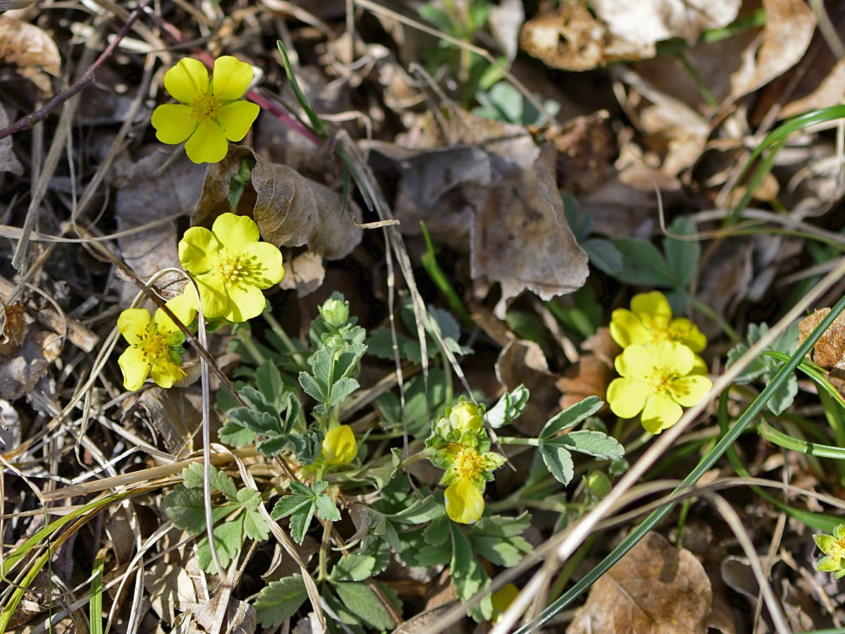Potentilla cinerea ssp. tommasiniana